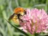 Bombus pascuorum